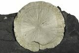Pyrite Sun on Slate - Sparta, Illinois #348948-1
